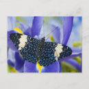 Recherche de papillon tropical cartes postales Exotique