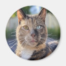 Recherche de photos de chaton magnets Cats