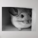 Recherche de chinchilla posters Rongeur