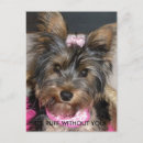 Recherche de terrier yorkshire cartes postales Chiot