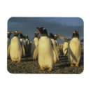 Recherche de papua magnete Pingouin doux