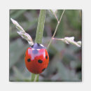 Recherche de lame magnets Herbe