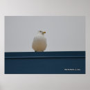 Recherche de toits posters Photographie