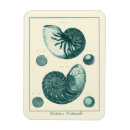 Recherche de sepia magnets Vie marine