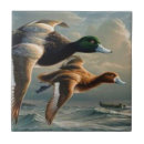 Recherche de canard de vol Oiseau