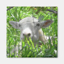 Recherche de chèvre mignonne magnets Animaux de ferme