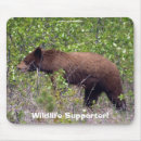 Recherche de ours noirs tapis souris Forêt