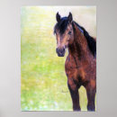 Recherche de licou Cheval