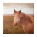 Recherche de poney carreaux Sauvage