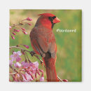 Recherche de cardinal du nord magnets Oiseaux et fleurs