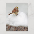 Recherche de moineau photographie Hiver