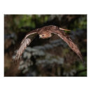 Recherche de attaque posters Nature