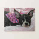 Recherche de terrier de boston puzzles Chiot