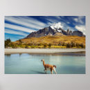Recherche de chameau posters Bleu
