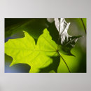 Recherche de maple posters Feuilles d'érable
