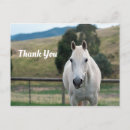 Recherche de merci des avec des chevaux postales cartes remerciements cartes Cheval blanc