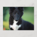 Recherche de miniatures cartes postales Chiot