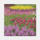 Recherche de jacinthe magnets Floraison