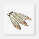 Recherche de animaux de mer magnets Carré
