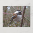 Recherche de petit oiseau cartes postales Branche