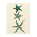 Recherche de étoiles mer magnets Coquilles de mer