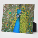 Recherche de plumes plaques Paon