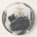 Recherche de chien carlin dessous de verres Animal