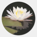 Recherche de plantes aquatiques autocollants Nature