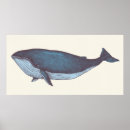 Recherche de baleine bleue posters Animaux