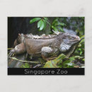 Recherche de photo de lézard cartes postales Reptile