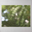 Recherche de arachnide art Nature