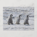 Recherche de péninsule antarctique cartes postales Pingouin