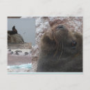 Recherche de veaux cartes postales Toute personne