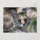 Recherche de serval cartes postales Sauvage