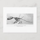 Recherche de préhistoriques cartes postales Jurassique