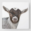 Recherche de farm animal horloges Cute