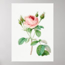 Recherche de pierre joseph redoute posters Rose