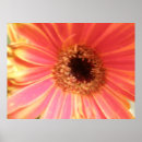 Recherche de gerbera rouge posters Orange