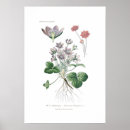 Recherche de anémone posters Botanique
