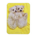 Recherche de petit chien magnets Mignon