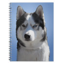 Recherche de sleddog Chien de traîneau