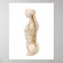 Recherche de vertèbres cervicales posters Physiologie