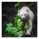 Recherche de forêt tropicale posters Ours