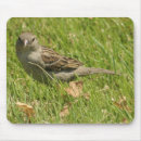 Recherche de moineau tapis souris Nature