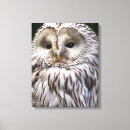 Recherche de owl painting toiles Oiseaux