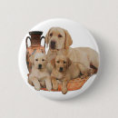 Recherche de labrador retriever badges Amoureux des animaux