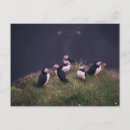 Recherche de macareux cartes postales Faune