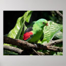Recherche de plumage art Perroquet