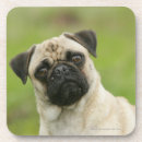 Recherche de tête dessous de verres Chien