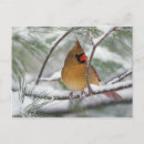 Recherche de cardinalis Neige